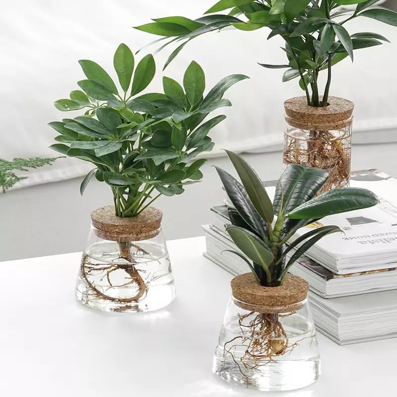 زجاجة زينة نباتات خضراء داخلية للنباتات المائية